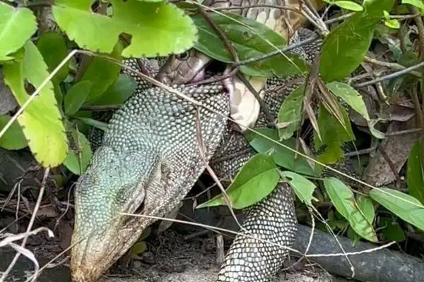 حمله فرصت‌طلبانه شاه‌کبرا به بزمجه غول‌پیکر