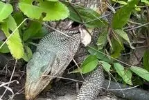 حمله فرصت‌طلبانه شاه‌کبرا به بزمجه غول‌پیکر