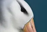 برترین عکس‌های پرندگان؛ از شکوه پرواز تا نبرد برای بقا