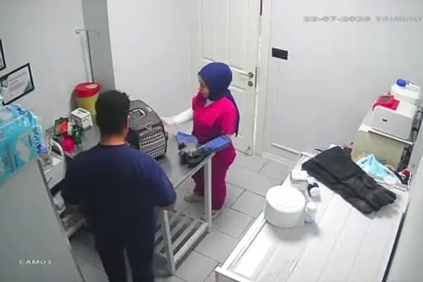 گربه خیابانی کلینیک دامپزشکی را به هم ریخت