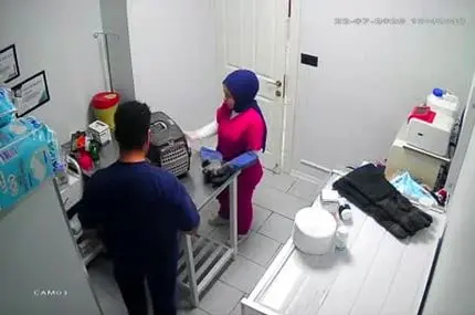 گربه خیابانی کلینیک دامپزشکی را به هم ریخت