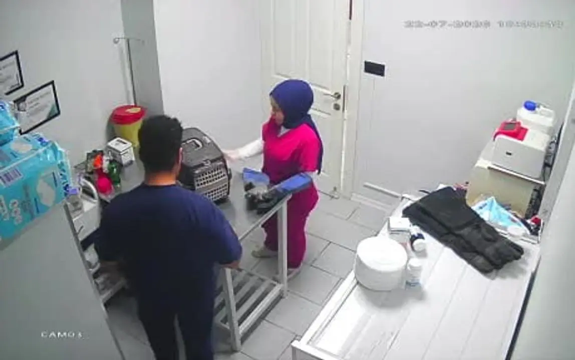 گربه خیابانی کلینیک دامپزشکی را به هم ریخت