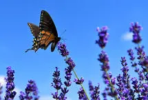 ببینید؛ ترمیم پر شکسته یک پروانه