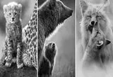 حیات‌وحش در قاب سیاه‌ و سفید