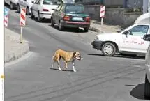 حمله دوباره سگ‌ها در سنندج/ کودک ۸ ساله بستری شد