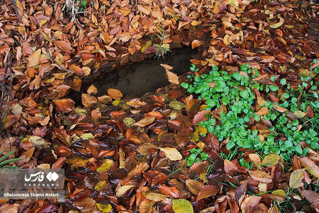 عکس صفحه گوشی پاییز