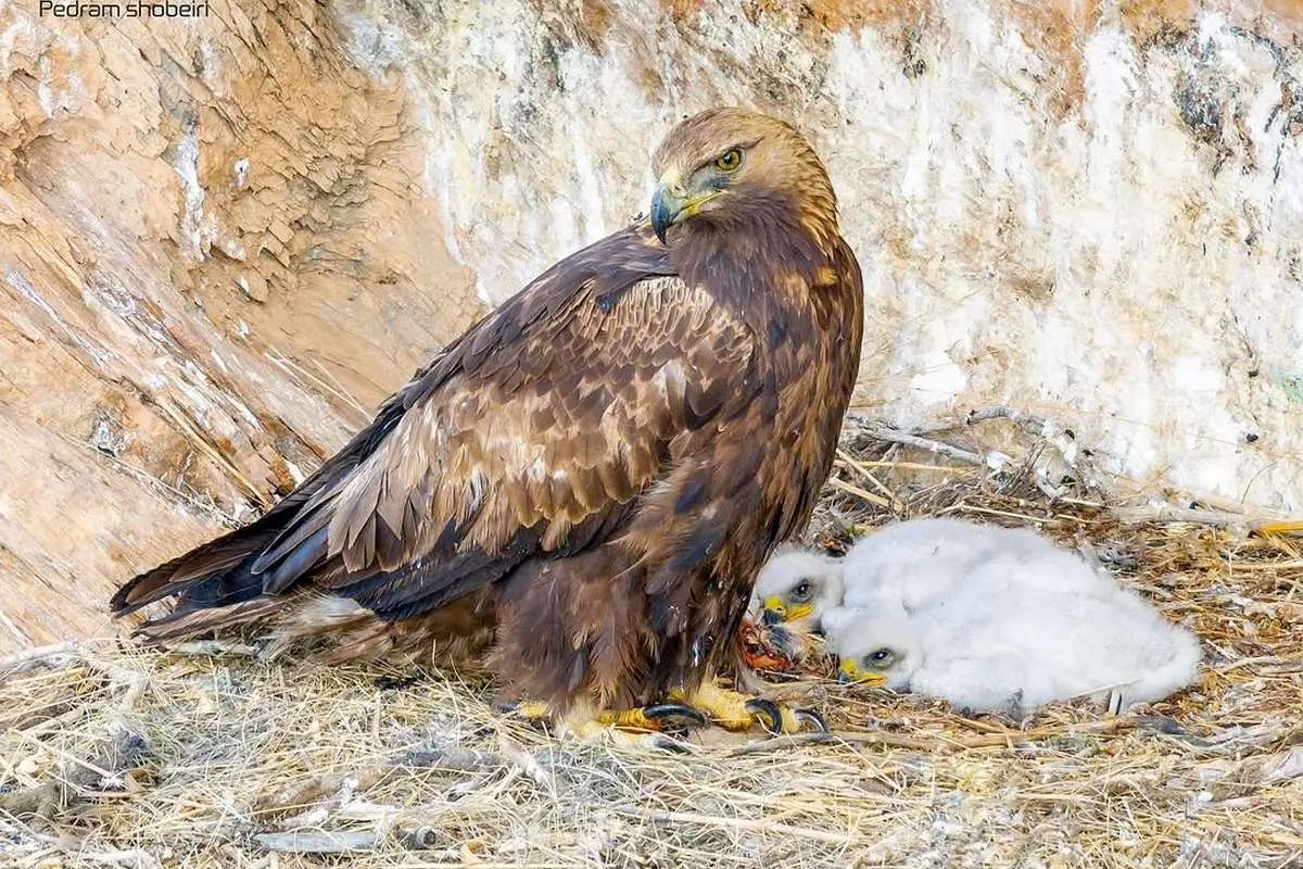 ببینید؛ عقاب طلایی و دو  جوجه‌اش در لشگردر ملایر