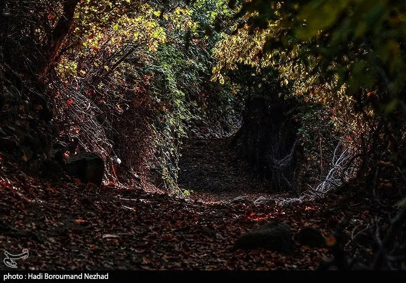 تصاویر؛ طبیعت پاییزی قره داغ  