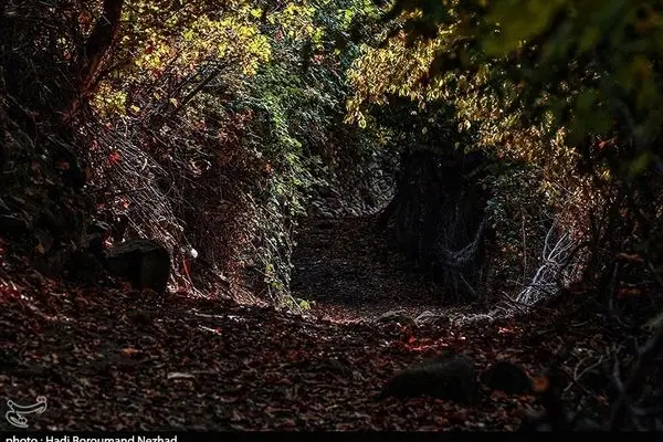 تصاویر؛ طبیعت پاییزی قره داغ  