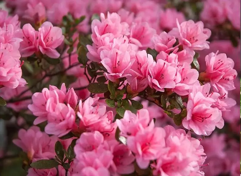  گیاهان آپارتمانی