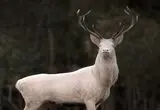 تصاویر نادر از گوزن سفید در طبیعت  