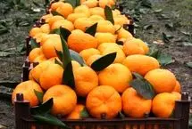 کاهش کلسترول خون با مصرف این میوه