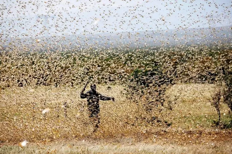 هجوم میلیون‌ها ملخ به یک بزرگراه