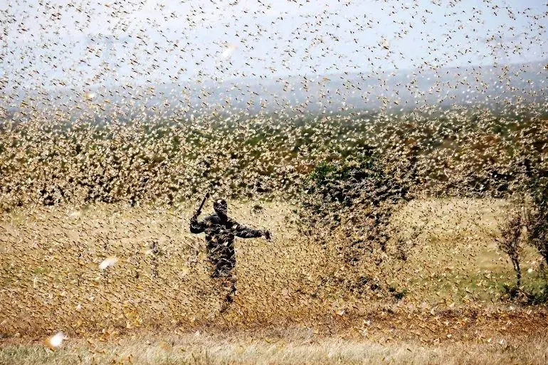 هجوم میلیون‌ها ملخ به یک بزرگراه