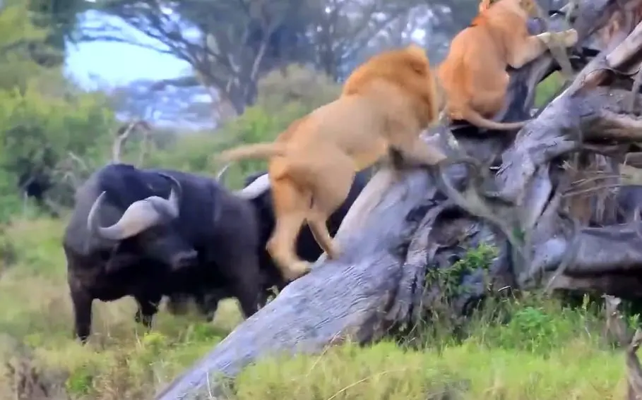 قدرت‌نمایی بوفالوها شیرها را به بالای درخت فراری داد