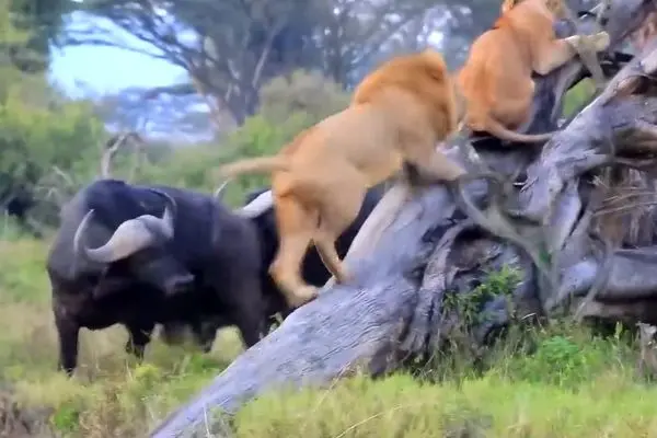 قدرت‌نمایی بوفالوها شیرها را به بالای درخت فراری داد