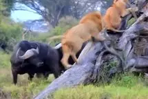 قدرت‌نمایی بوفالوها شیرها را به بالای درخت فراری داد