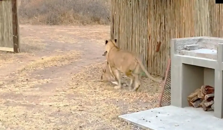 شیر یک نیالای نگون‌بخت را در حیاط پشتی لژ شکار کرد