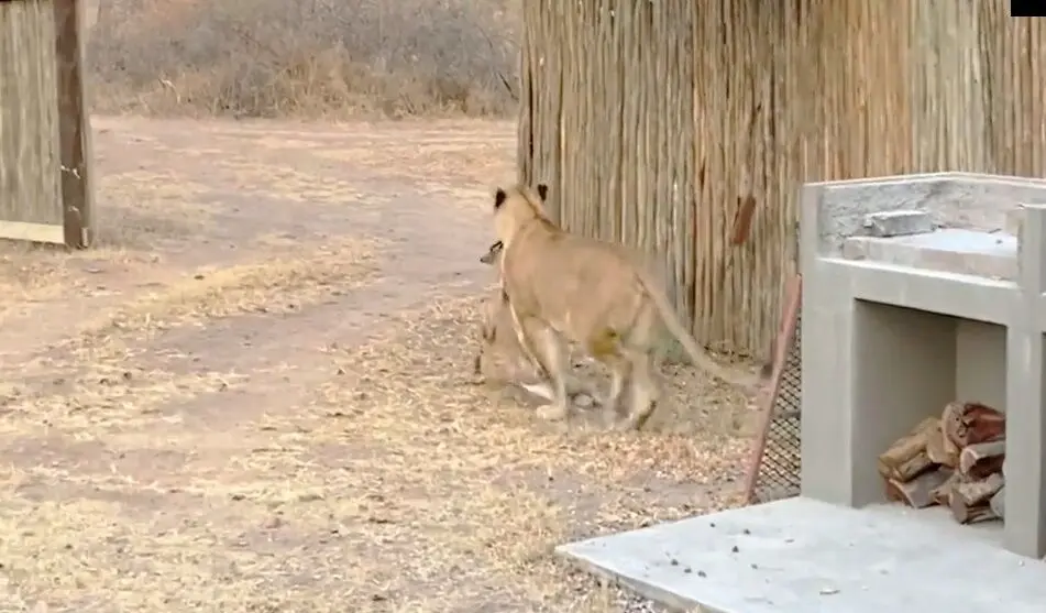 شیر یک نیالای نگون‌بخت را در حیاط پشتی لژ شکار کرد