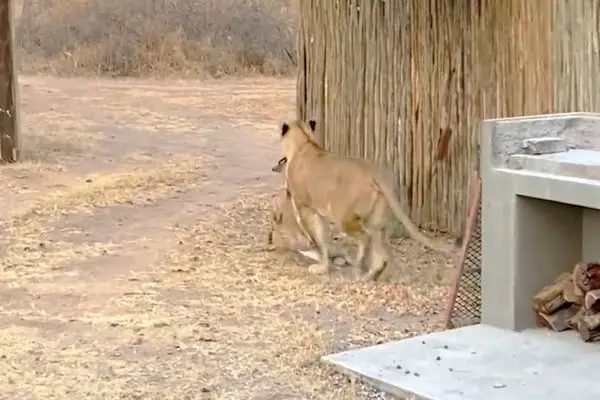 شیر یک نیالای نگون‌بخت را در حیاط پشتی لژ شکار کرد