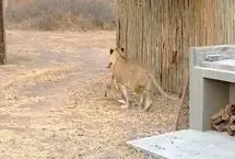 شیر یک نیالای نگون‌بخت را در حیاط پشتی لژ شکار کرد