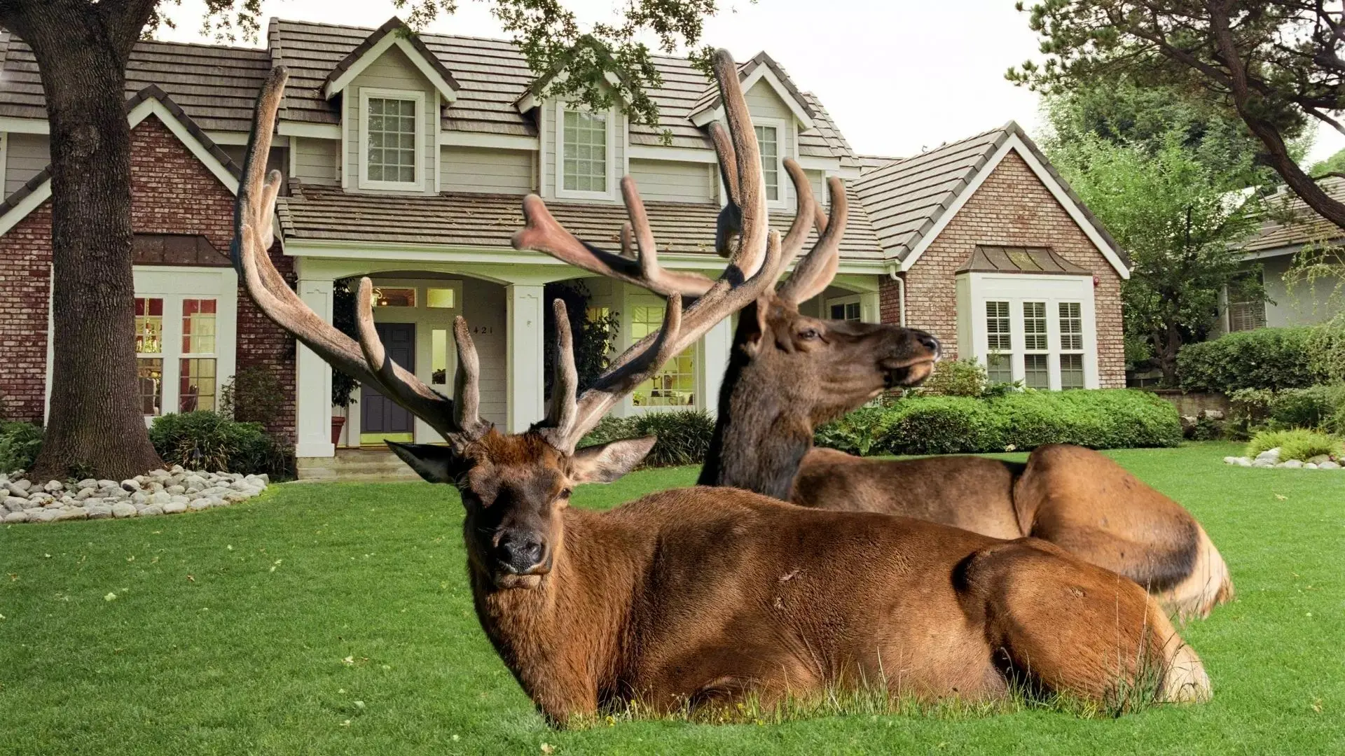 گله عظیم گوزن‌ها حیاط‌های خانه‌ها را در کلرادو تصرف کرد
