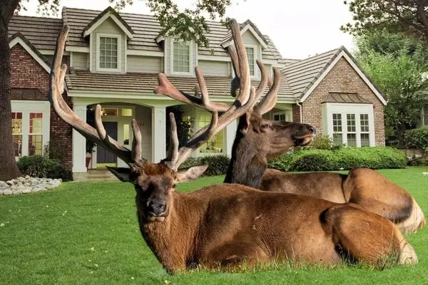 گله عظیم گوزن‌ها حیاط‌های خانه‌ها را در کلرادو تصرف کرد
