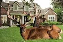 گله عظیم گوزن‌ها حیاط‌های خانه‌ها را در کلرادو تصرف کرد
