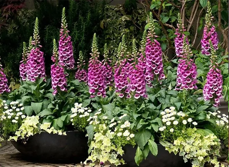 گیاهان آپارتمانی
