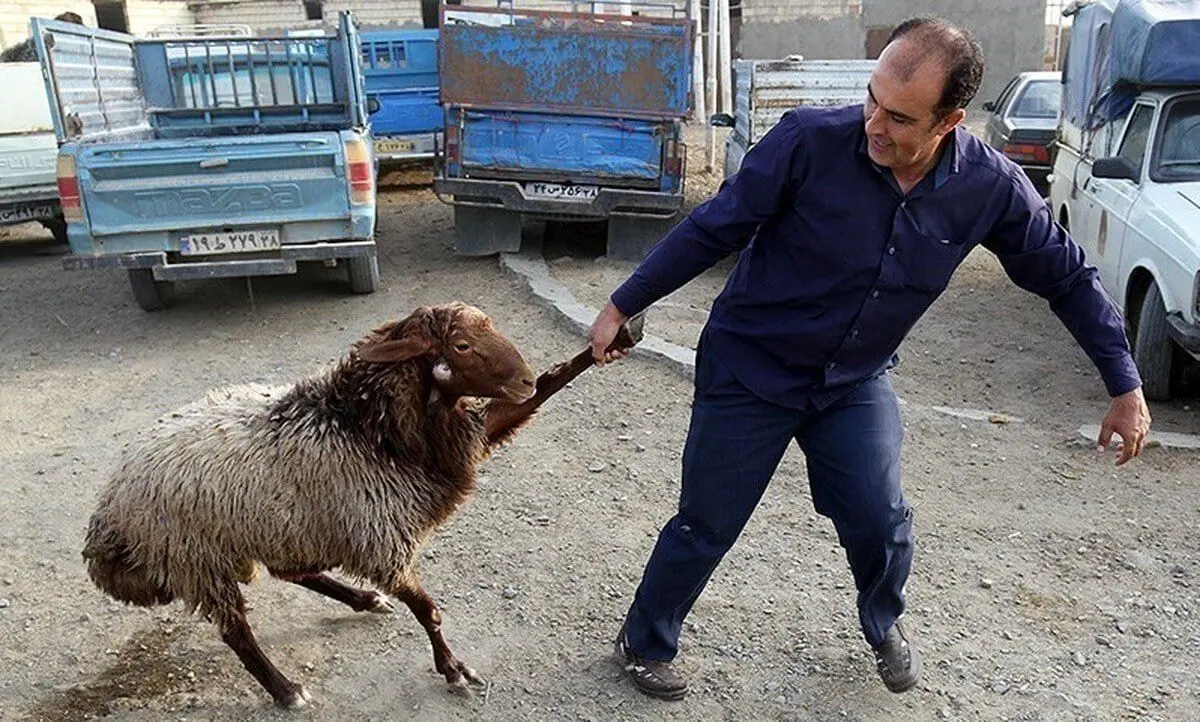 گوسفند زنده کیلویی ۳۰۰ هزار تومان شد