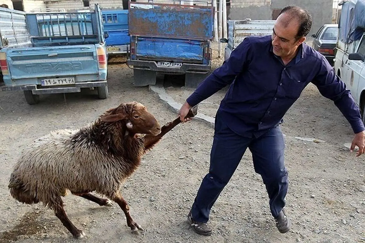 گوسفند زنده کیلویی ۳۰۰ هزار تومان شد