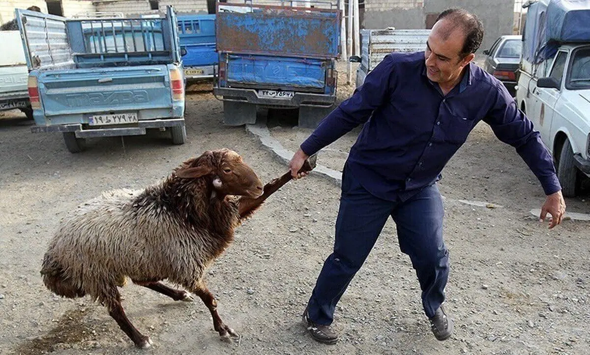 گوسفند زنده کیلویی ۳۰۰ هزار تومان شد