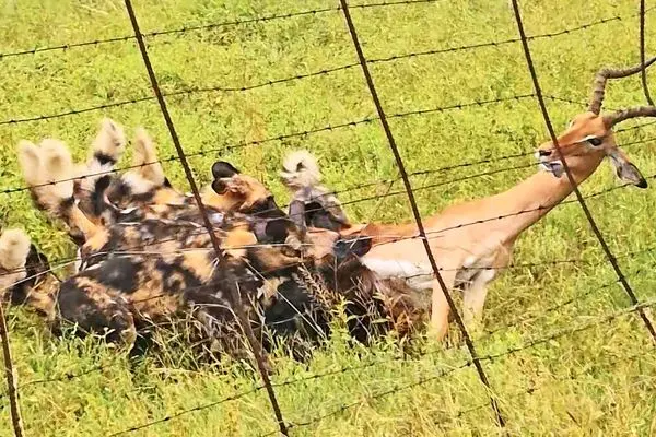 کشمکش عجیب میان سگ‌های وحشی، ایمپالا و سیم خاردار