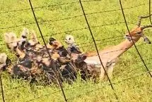 کشمکش عجیب میان سگ‌های وحشی، ایمپالا و سیم خاردار