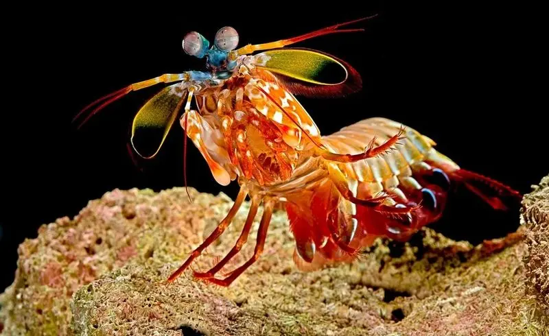 حیوانات ابرقهرمان