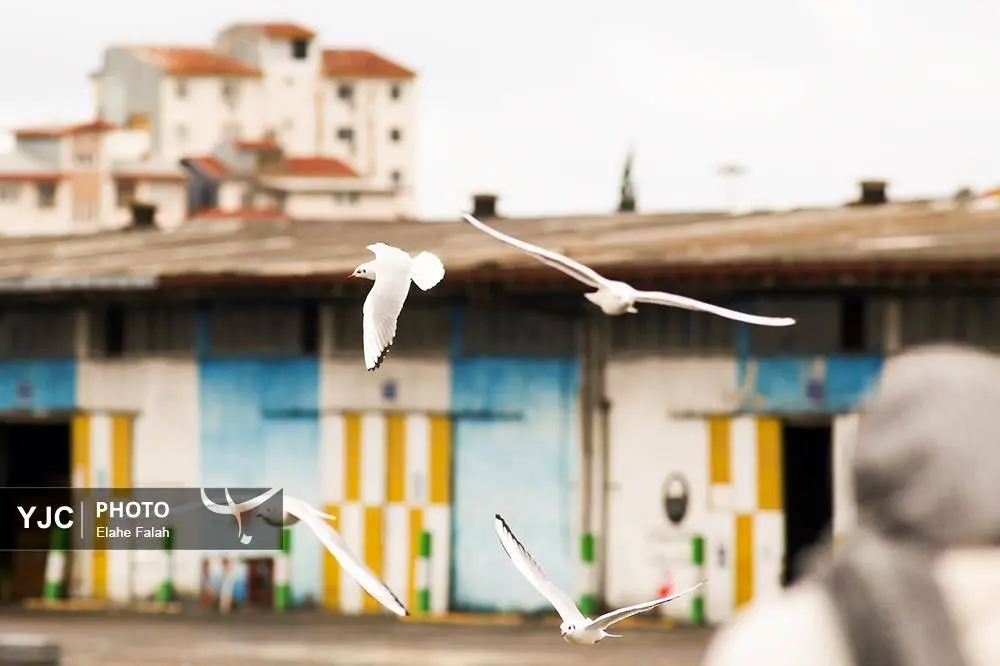 تصاویر؛ کاکایی‌ها؛ تماشایی‌ترین رفت‌وآمد زمستانی انزلی 13