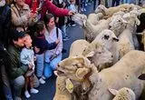 تسخیر مادرید با ۱۴۰۰ گوسفند و بز