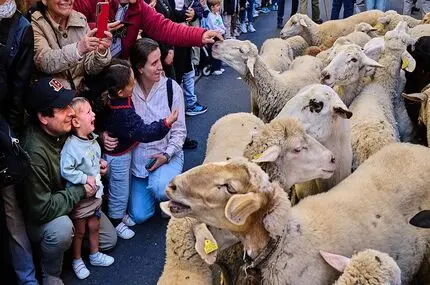 تسخیر مادرید با ۱۴۰۰ گوسفند و بز