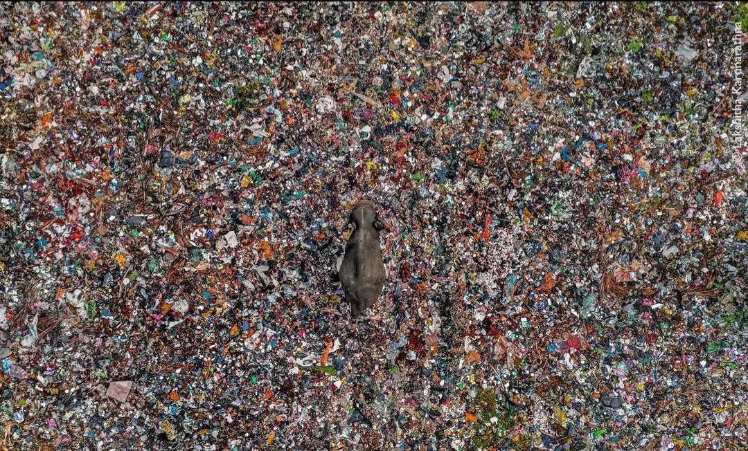 تصویری تکان‌دهنده از یک فیل در میان زباله‌ها