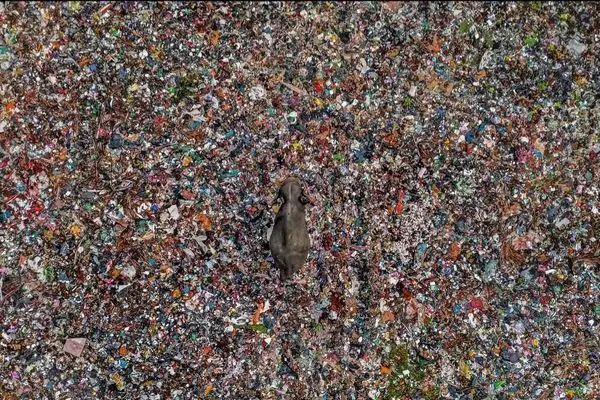 تصویری تکان‌دهنده از یک فیل در میان زباله‌ها