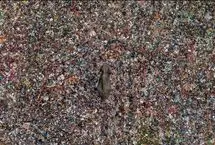 تصویری تکان‌دهنده از یک فیل در میان زباله‌ها