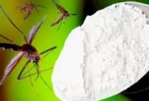 ببینید؛ روش طبیعی برای دفع پشه کوره و حشرات از خانه 
