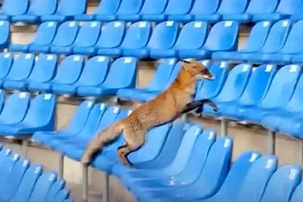 پرسه روباه‌ها روی سکوهای ورزشگاه