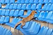 پرسه روباه‌ها روی سکوهای ورزشگاه