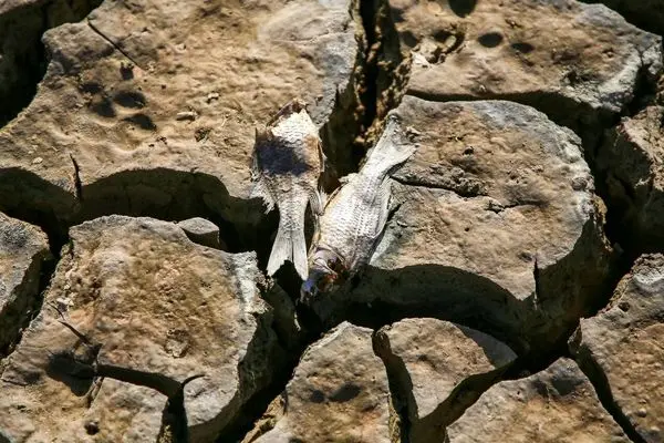 تصاویر؛ مرگ دسته‌جمعی ماهی‌ها در سد عبدل آباد 