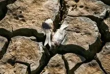 تصاویر؛ مرگ دسته‌جمعی ماهی‌ها در سد عبدل آباد 