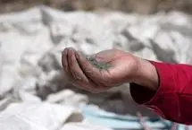 ببینید؛ طلای خاکستری تاجیکستان