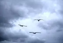 ببینید؛ مشاهده یک ابر نادر در ساحل پرتغال
