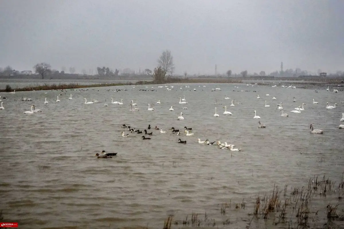 تصاویر؛ سرخرود مازندران میزبان قو‌های آوازخوان 9