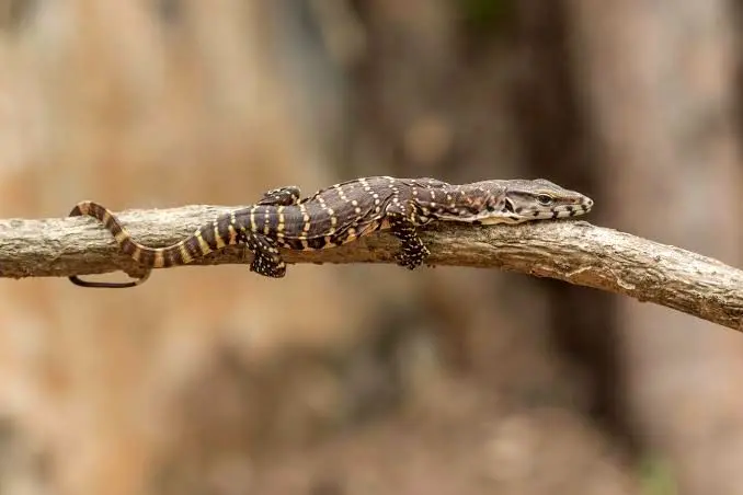 ببینید؛ شکار خفاش روی دیوار توسط یک مارمولک